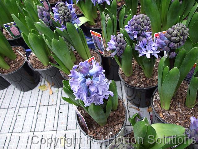 Hyacinths in pots